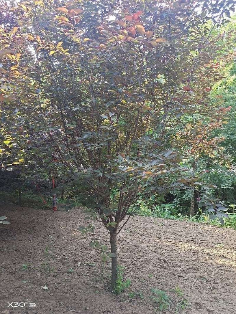 美人梅～河南鄢陵货源6～12公分有货，有需要的老板联系