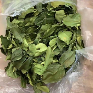 皱皮柠檬叶泰国干柠檬叶