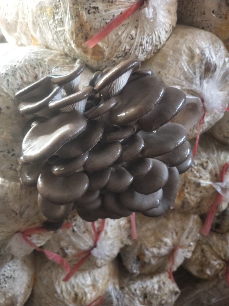 秀珍菇出售，量大从优，产地直发，各种包装，精品，通货都可