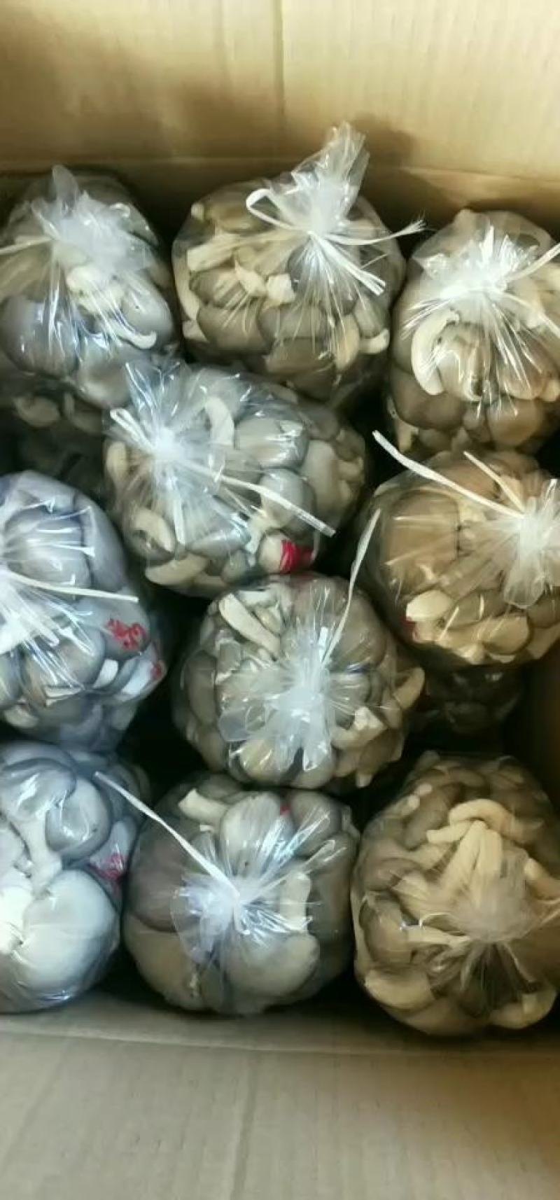 秀珍菇出售，量大从优，产地直发，各种包装，精品，通货都可