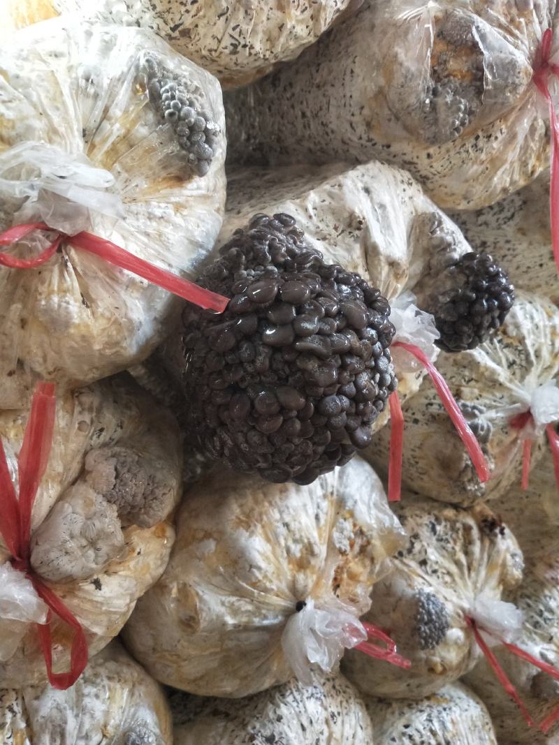 秀珍菇出售，量大从优，产地直发，各种包装，精品，通货都可