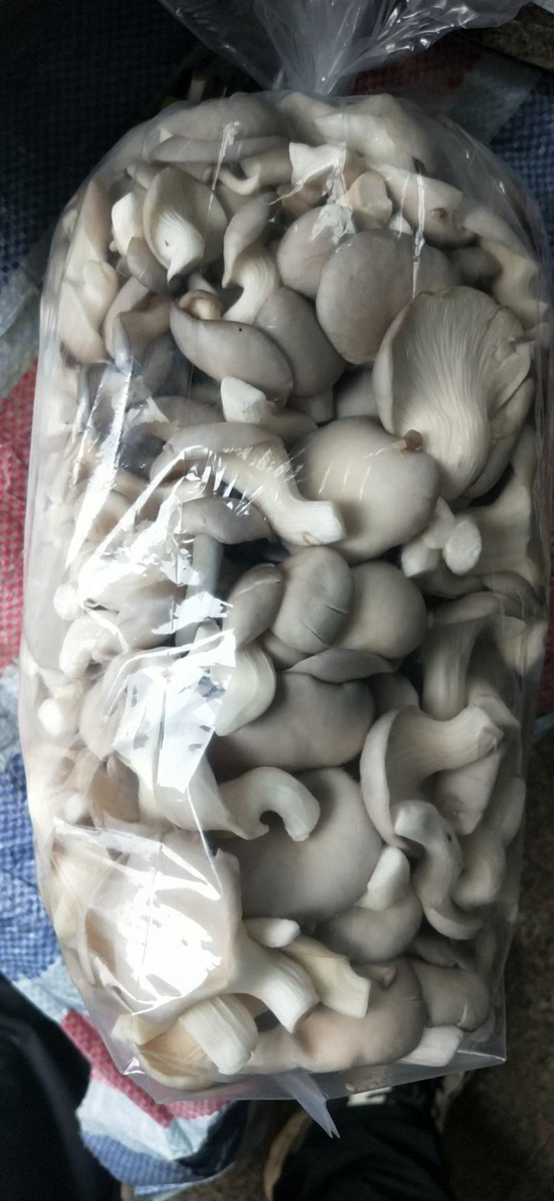 秀珍菇出售，量大从优，产地直发，各种包装，精品，通货都可