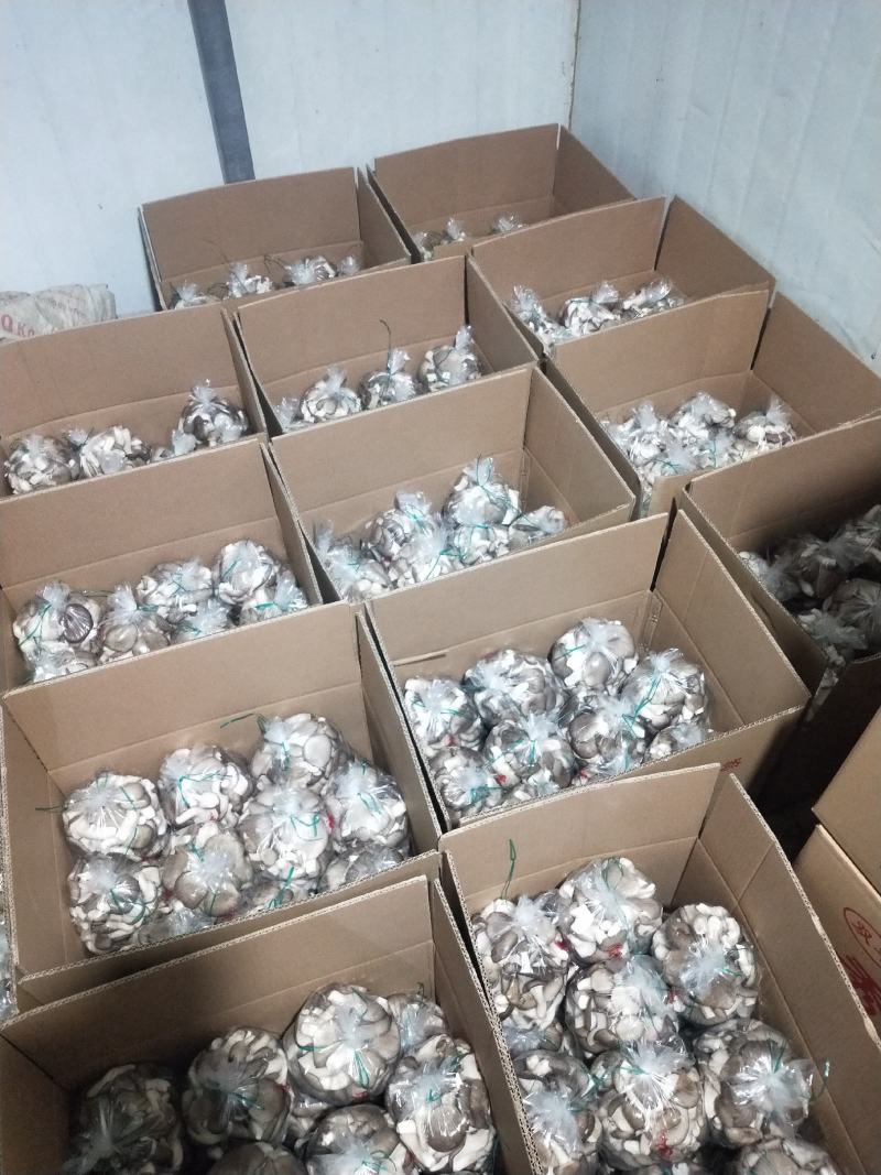秀珍菇出售，量大从优，产地直发，各种包装，精品，通货都可