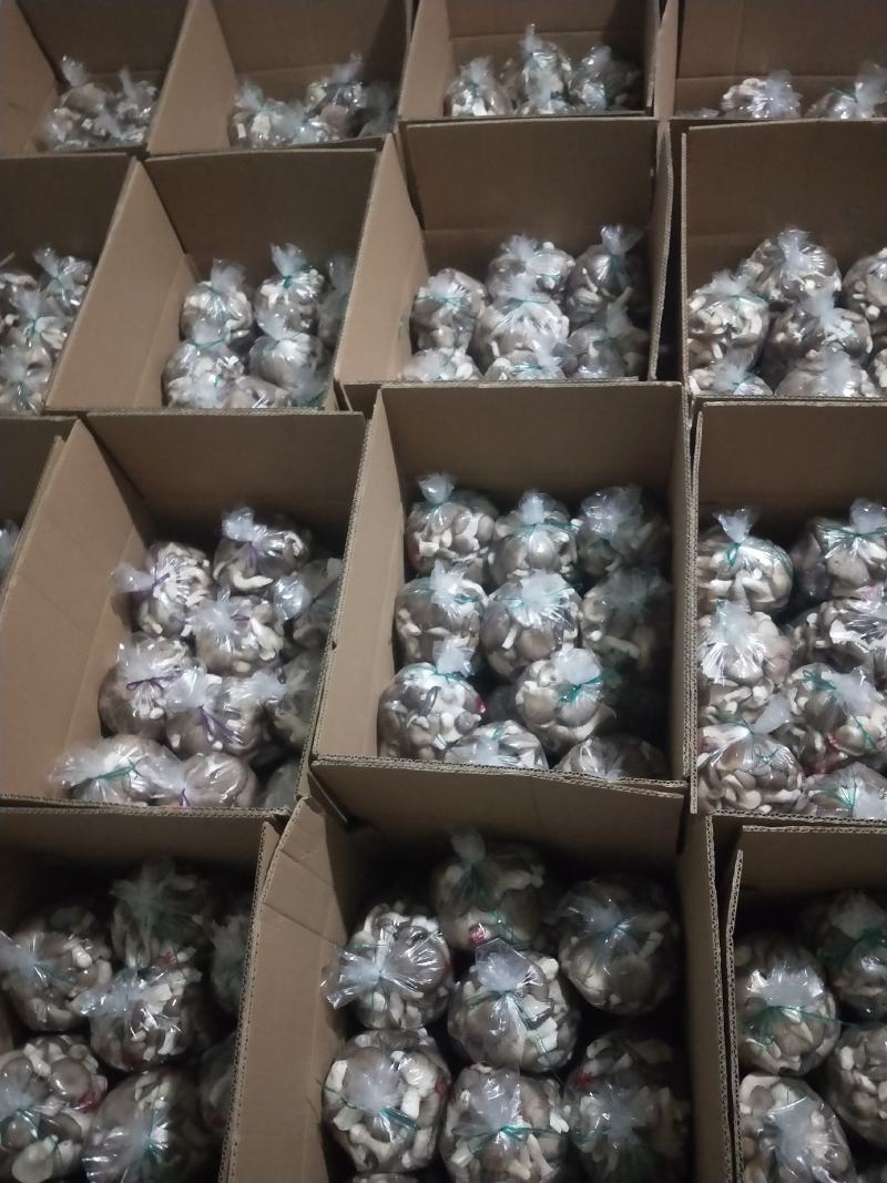 秀珍菇出售，量大从优，产地直发，各种包装，精品，通货都可