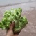 四川儿菜，净菜，货源充足品质保证
