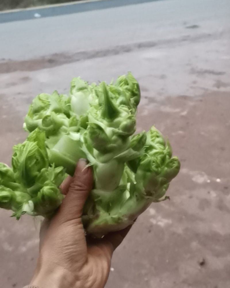 四川儿菜，净菜，货源充足品质保证
