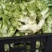 四川儿菜，净菜，货源充足品质保证