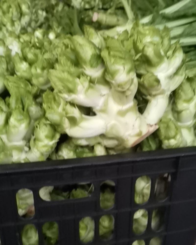 四川儿菜，净菜，货源充足品质保证