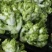 四川儿菜，净菜，货源充足品质保证