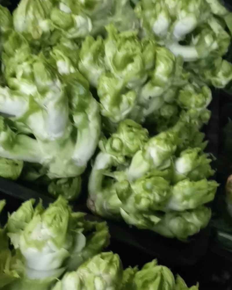 四川儿菜，净菜，货源充足品质保证