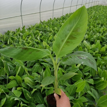 香蕉苗，威廉斯b6，巴西香蕉苗价格优惠，果苗优质产地直销