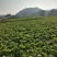 四川泡青菜大量上市，工厂货，市场都可以
