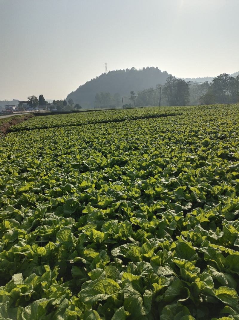 四川泡青菜大量上市，工厂货，市场都可以