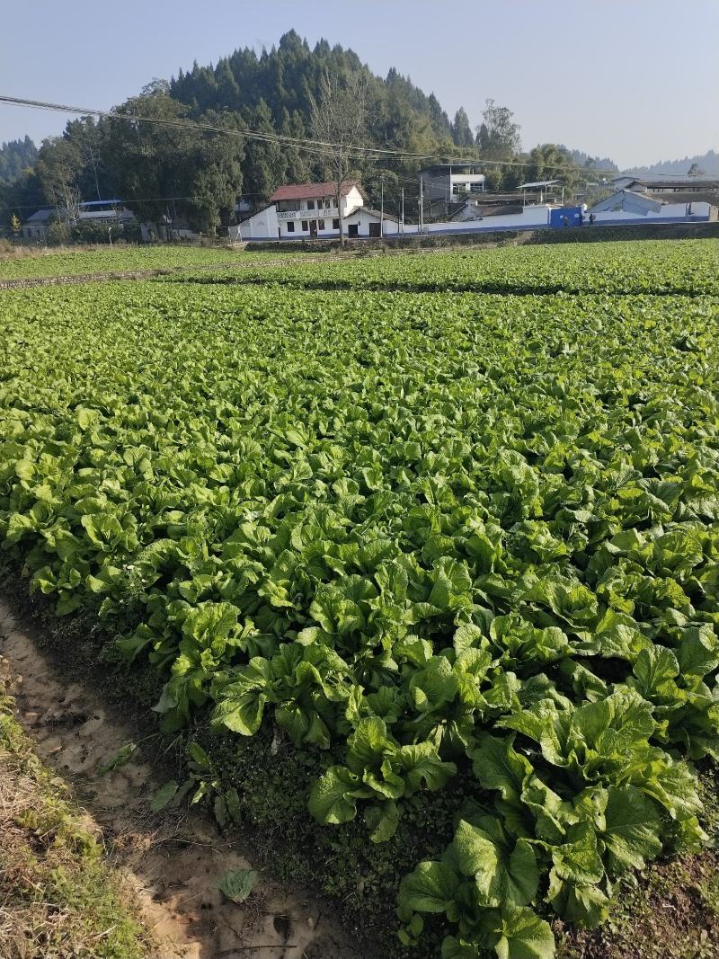 四川泡青菜大量上市，工厂货，市场都可以