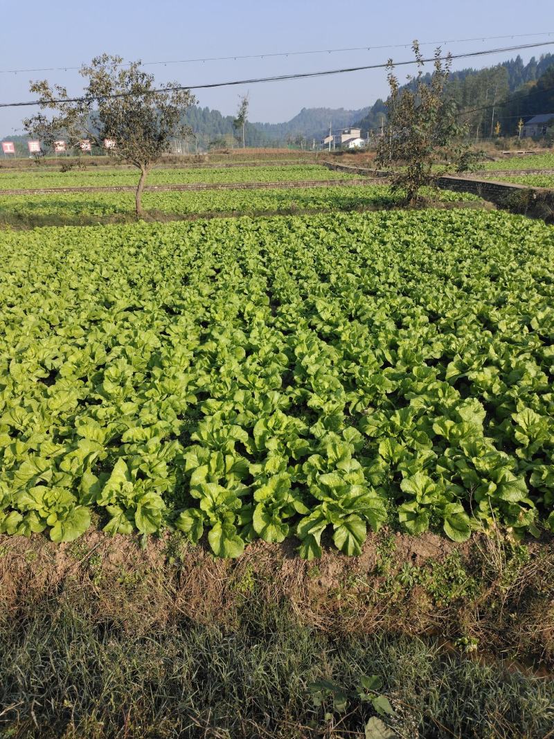 四川泡青菜大量上市，工厂货，市场都可以