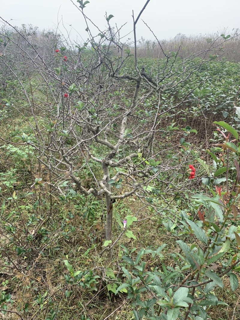 贴梗海棠，木瓜海棠，邹皮木瓜海棠，木瓜海棠