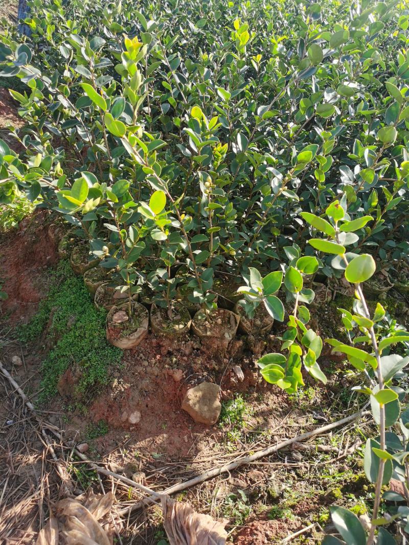 江西吉安市安福县苗木种植基地