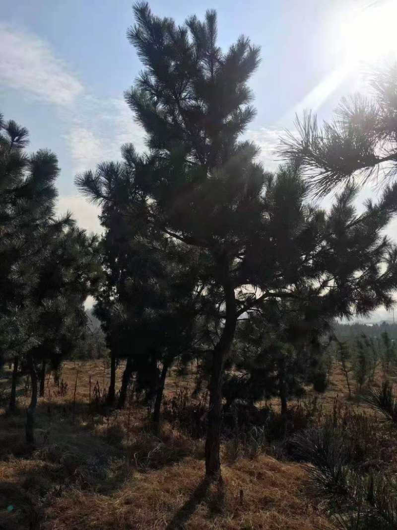 黑松，临沂黑松基地大量供应，基地直销量大