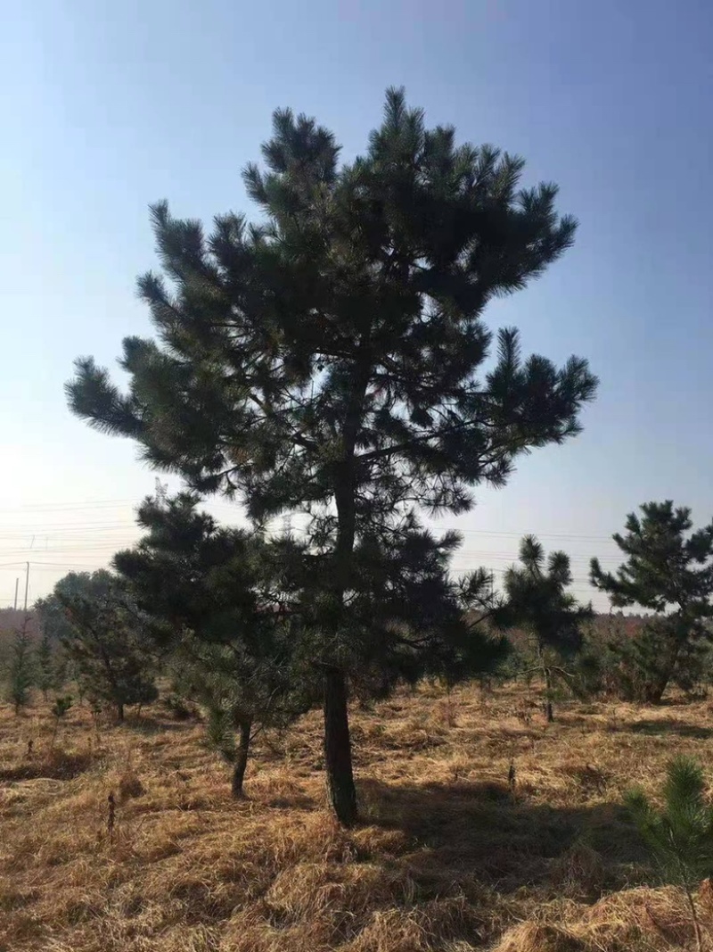 黑松，临沂黑松基地大量供应，基地直销量大