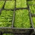 精品豌豆尖大量上市中需要的老板赶紧联系货源稳定