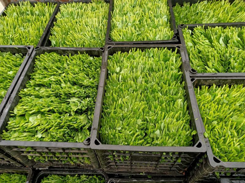 精品豌豆尖大量上市中需要的老板赶紧联系货源稳定