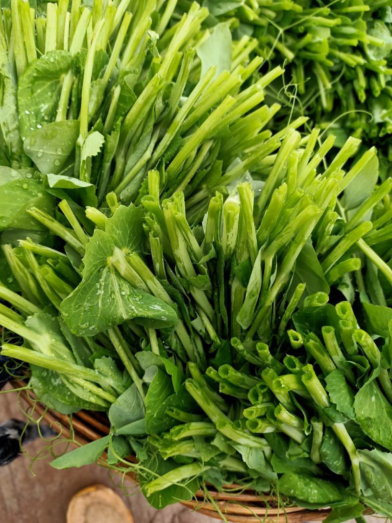 精品豌豆尖大量上市中需要的老板赶紧联系货源稳定