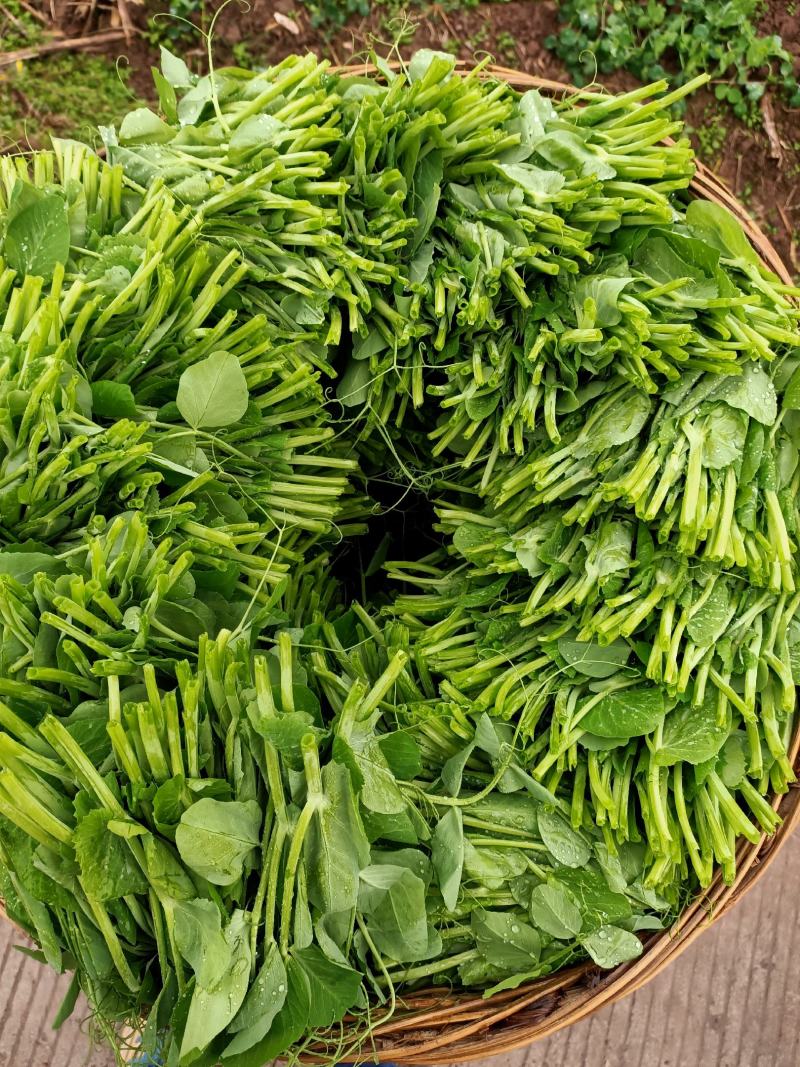 精品豌豆尖大量上市中需要的老板赶紧联系货源稳定