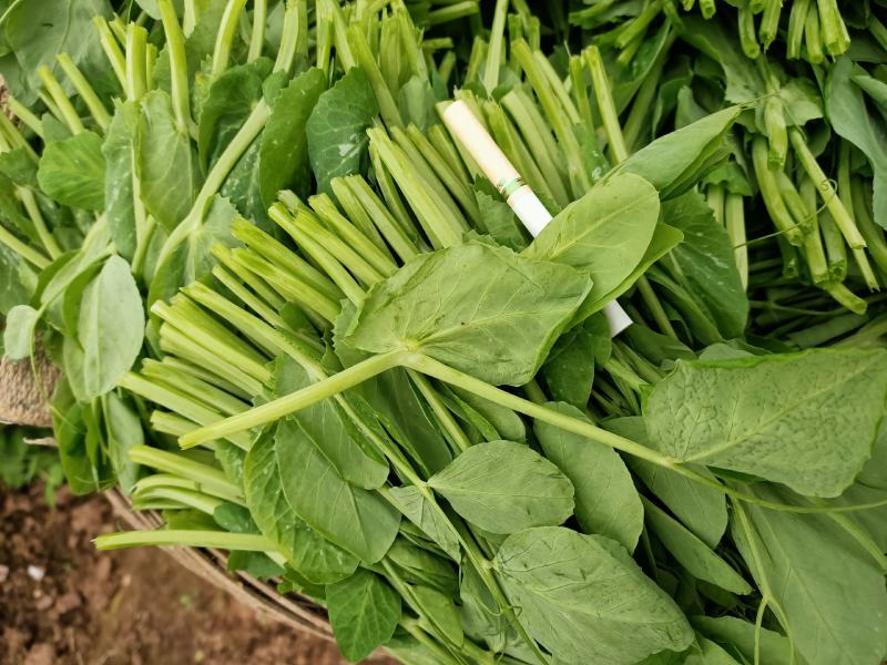 精品豌豆尖大量上市中需要的老板赶紧联系货源稳定