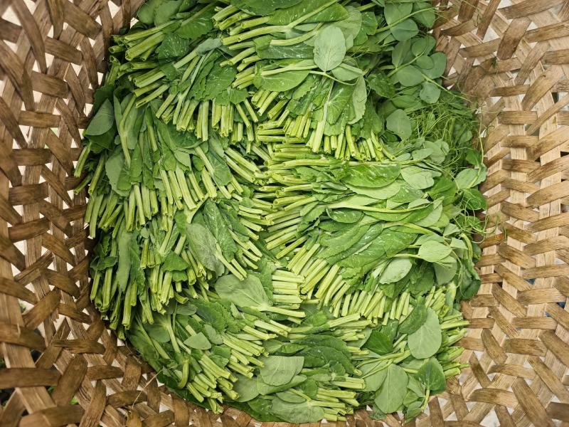 精品豌豆尖大量上市中需要的老板赶紧联系货源稳定