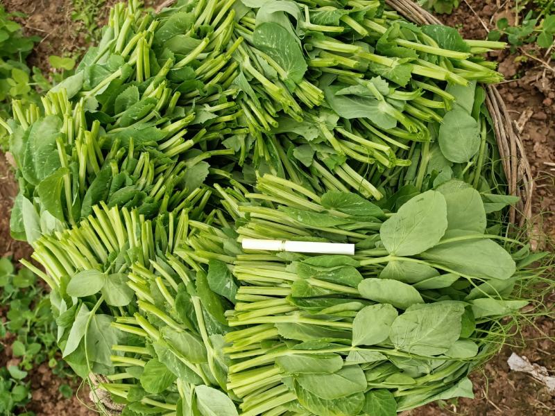 精品豌豆尖大量上市中需要的老板赶紧联系货源稳定