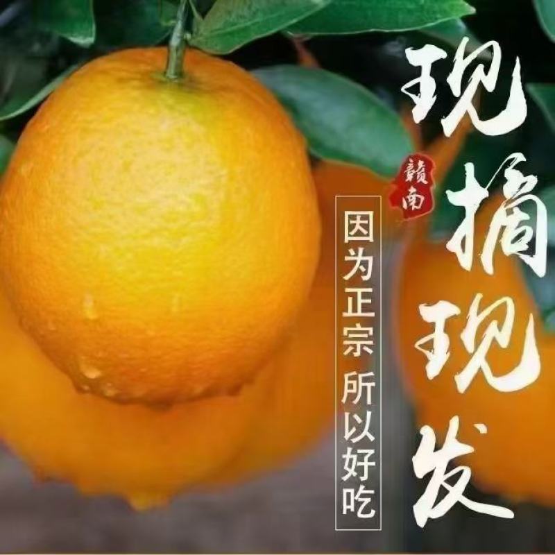 陕西省韩城市芝阳镇贺龙村小时农特产江西赣南脐橙