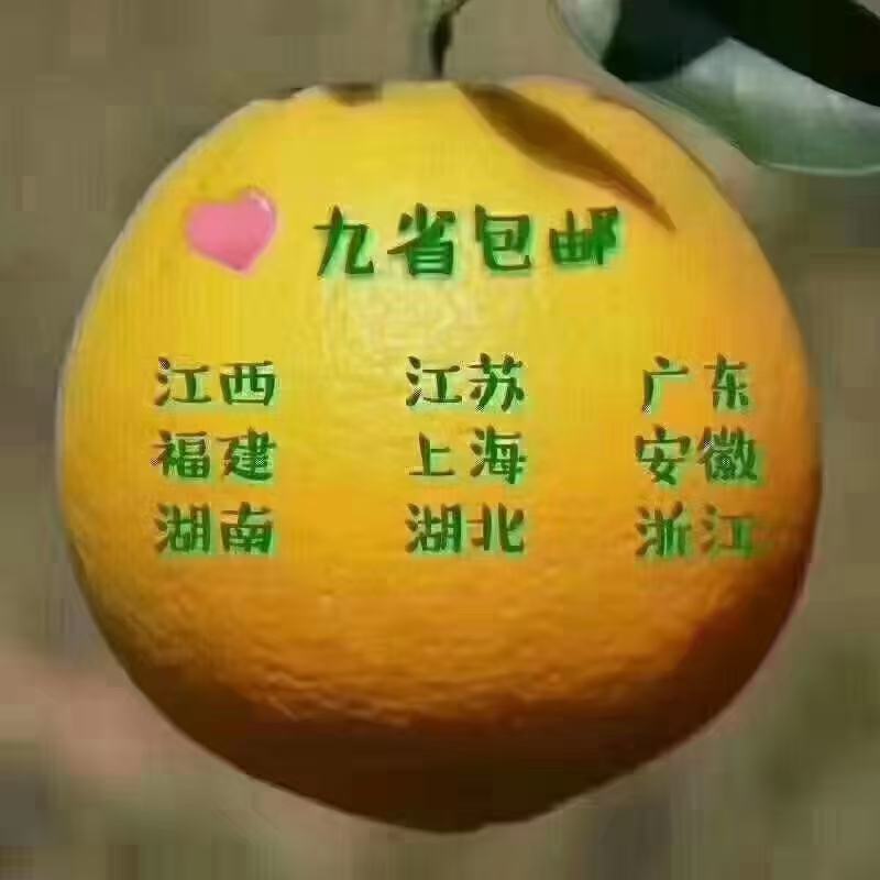 陕西省韩城市芝阳镇贺龙村小时农特产江西赣南脐橙