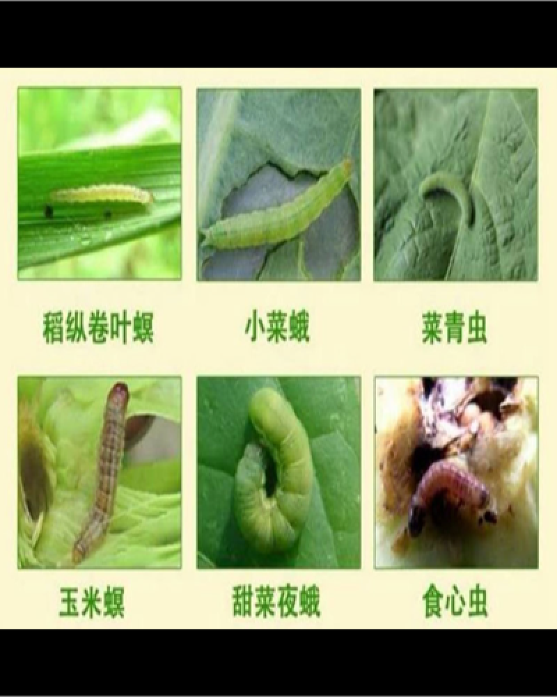 60%烯啶虫胺高含量黄瓜辣椒蓟马番茄白粉虱蚜虫木虱杀虫剂
