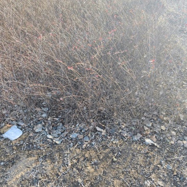 平枝栒子，带盆平枝栒子高度30-80公分，价格合理，欢迎