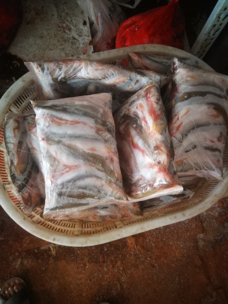 马口鱼，冰鲜马口鱼，冻板马口鱼，大嘴马口鱼，溪哥鱼