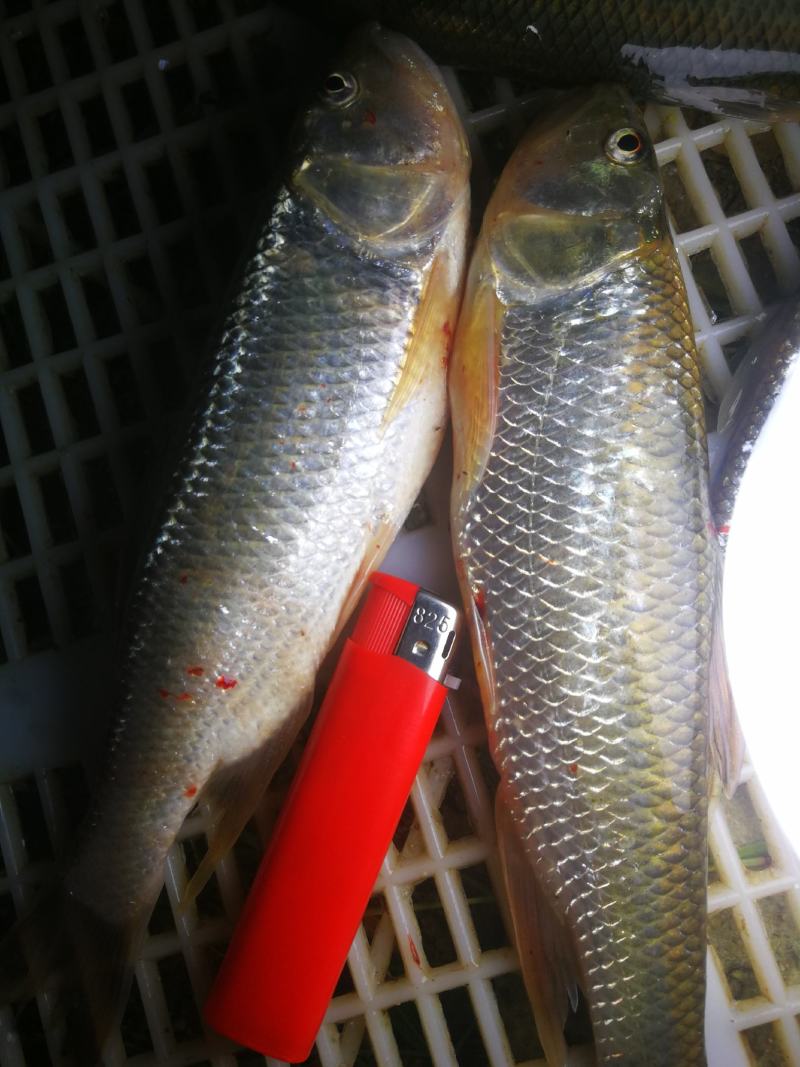 马口鱼，冰鲜马口鱼，冻板马口鱼，大嘴马口鱼，溪哥鱼