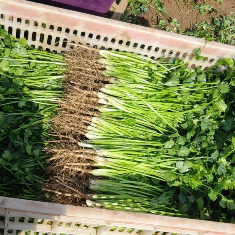 香菜产地直供，货源充足，价格便宜，提供场地欢迎来电