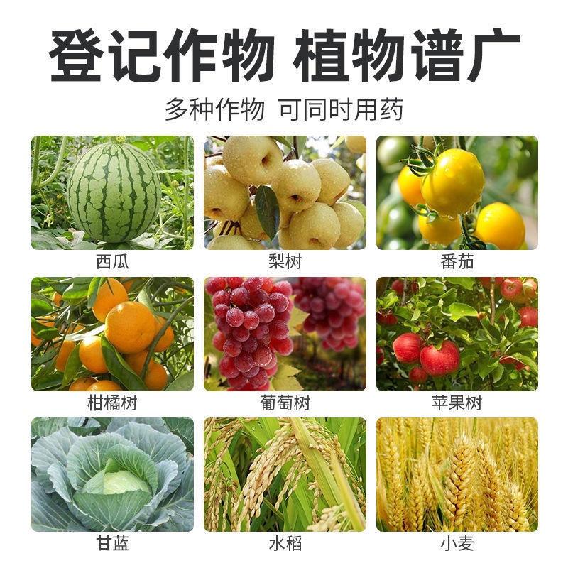 75%肟菌酯戊唑醇白粉叶霉病炭疽叶斑黑斑褐斑病纹枯病