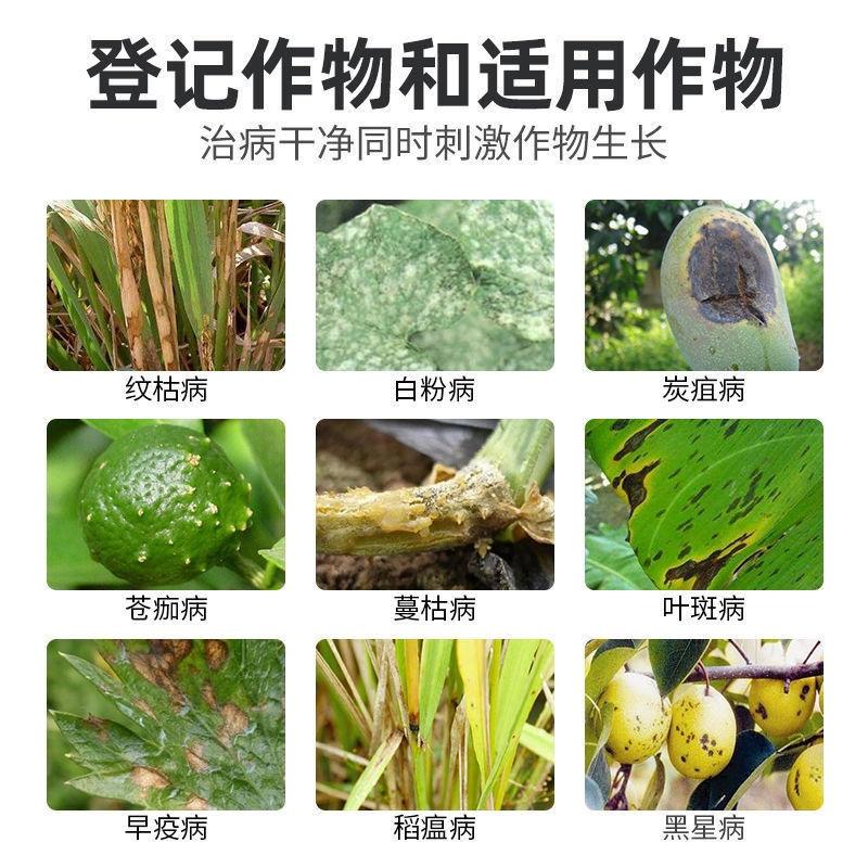 75%肟菌酯戊唑醇白粉叶霉病炭疽叶斑黑斑褐斑病纹枯病