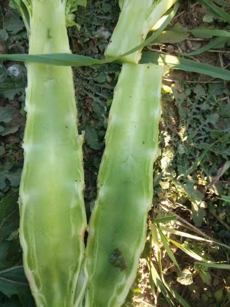 红叶香莴笋好质量无空心，无苔，无花，质量好，高度五十五公