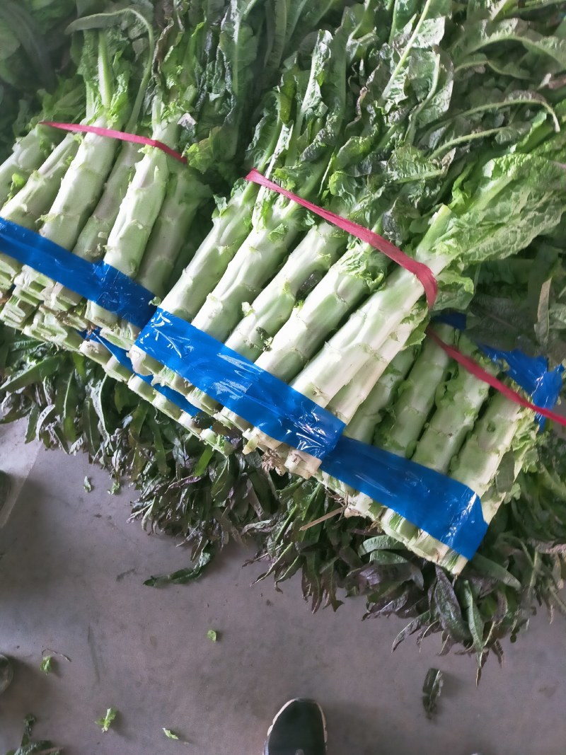 红叶香莴笋好质量无空心，无苔，无花，质量好，高度五十五公