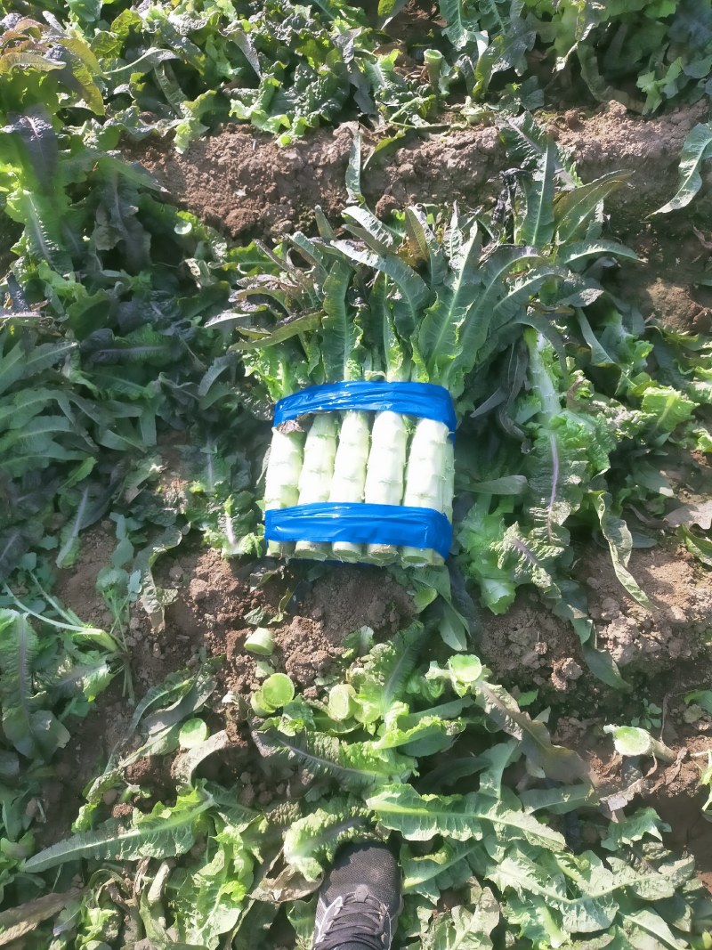 红叶香莴笋好质量无空心，无苔，无花，质量好，高度五十五公