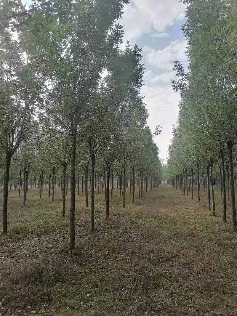 白蜡