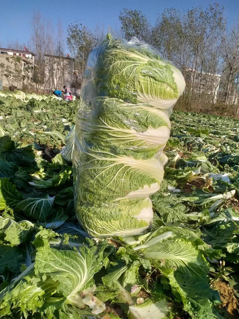 【推荐】精品黄心白菜河南基地直供质量保证量大从优