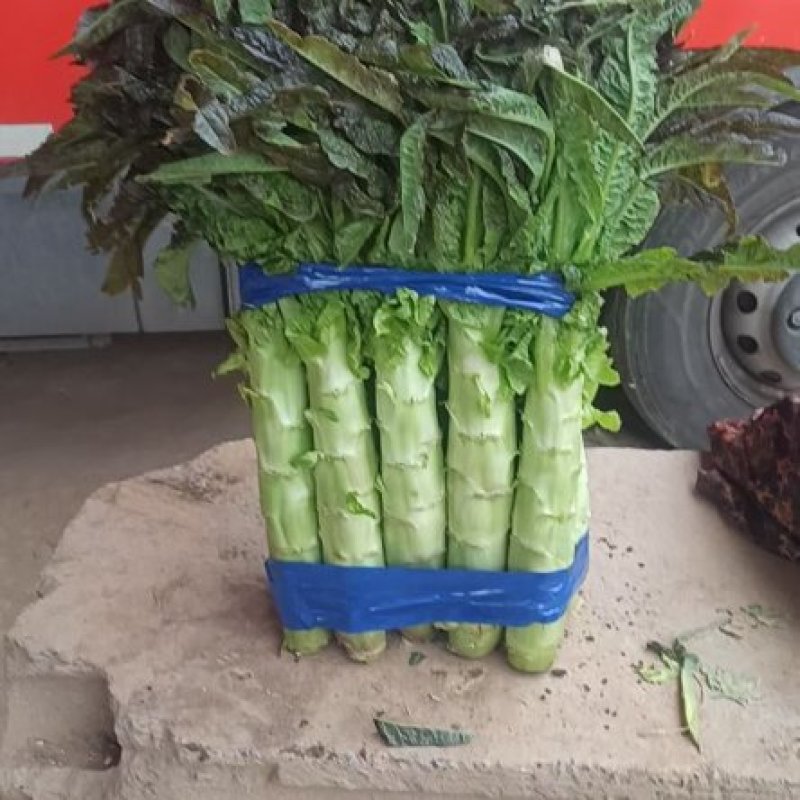 红叶香莴笋好质量无空心，无苔，无花，质量好，高度五十五公
