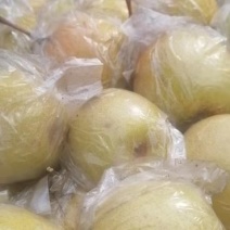 大蜜梨
