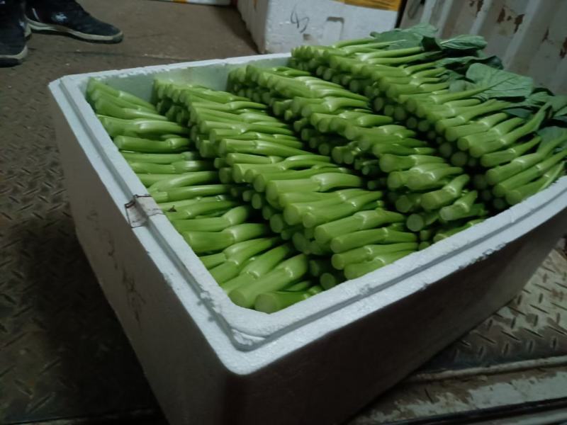 广东菜心
