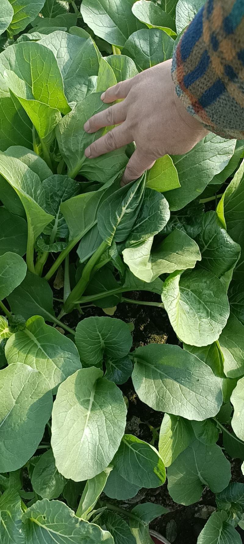 广东菜心