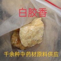 白胶香，中药材白胶香质量保证经营各种中药材欢迎咨询选购！