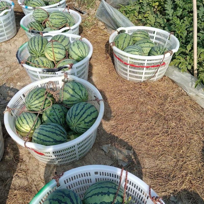 麒麟西瓜